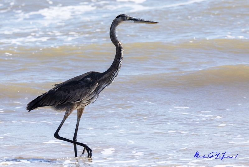 Grey Heron Port Aransas Oct 2020